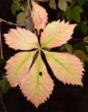 Parthenocissus quinquefolia