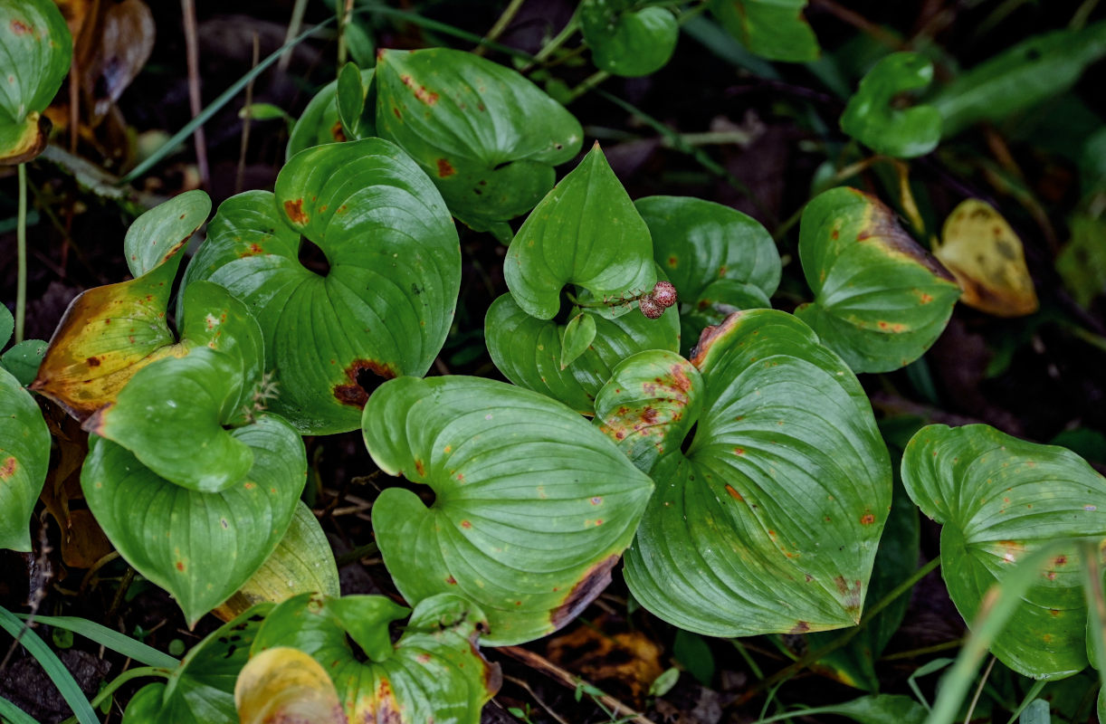 Изображение особи Maianthemum dilatatum.