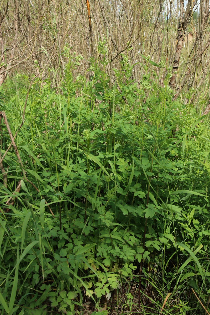 Изображение особи Thalictrum flavum.