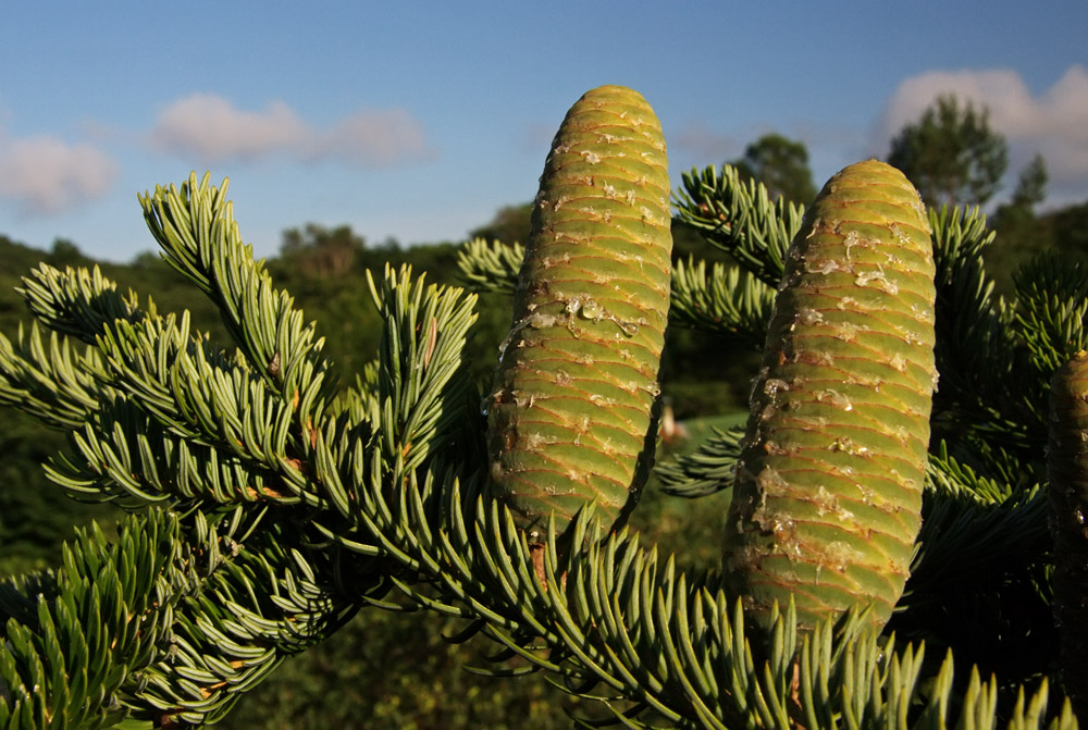 Изображение особи Abies holophylla.