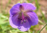 genus Geranium. Цветок. Бурятия, 10 км З Улан-Удэ. 23 августа 2005 г.