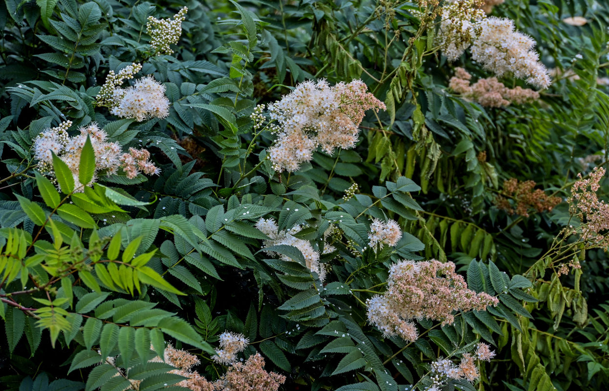 Image of Sorbaria sorbifolia specimen.