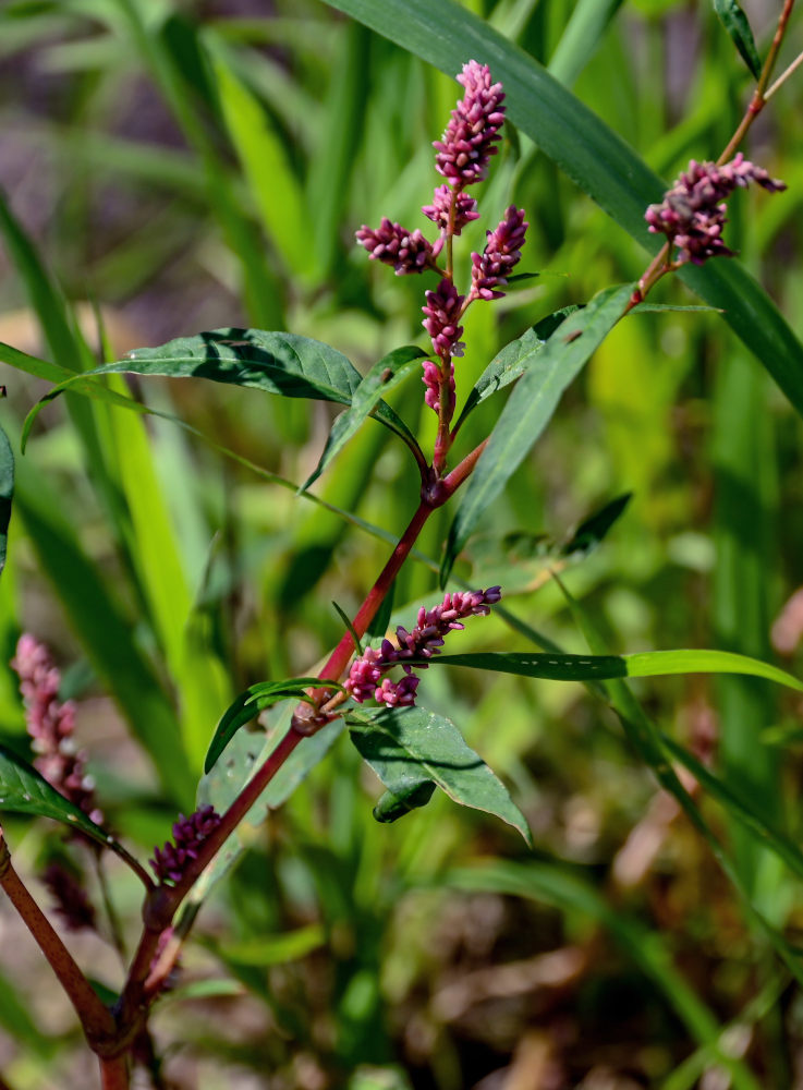 Image of Persicaria lapathifolia specimen.