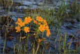 Caltha palustris