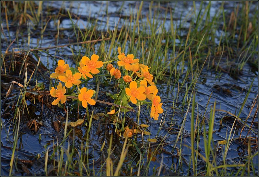 Изображение особи Caltha palustris.