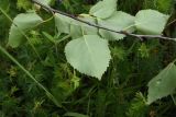 Betula pendula