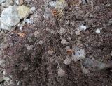 род Thymus. Перезимовавшее растение с соплодиями прошлого года. Пермский край, Добрянский р-н, окр. с. Полазна, берег Камского водохранилища, обнажение гипса. 12.04.2025.