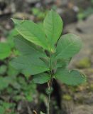 Euonymus europaeus