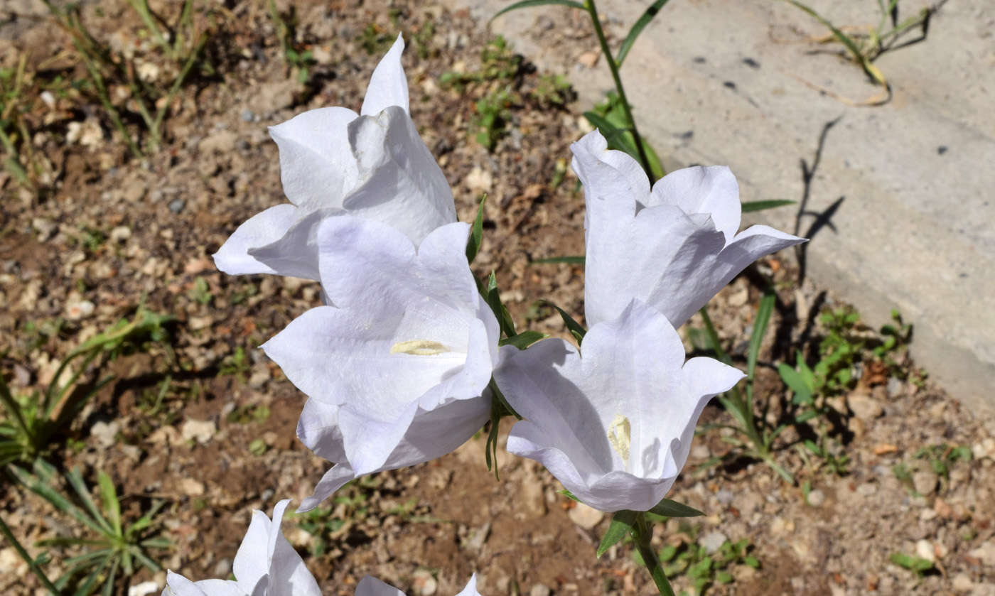 Image of Campanula persicifolia specimen.