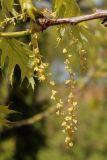 Quercus rubra. Часть ветви с мужскими соцветиями. Беларусь, г. Витебск, ул. Пушкина ок. Белорусского театра \"Лялька\", в озеленении. 04.05.2025.