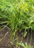 Carex tenuistachya. Плодоносящее растение. Приморский край, Октябрьский р-н, окр. с. Гранатовка, верхняя часть остепнённого южного склона у края плато, разреженные заросли кустарников. 21.05.2025.