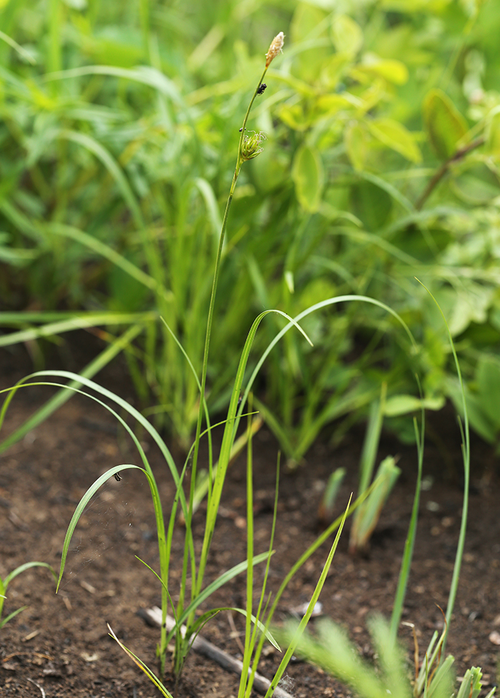 Image of Carex tenuistachya specimen.
