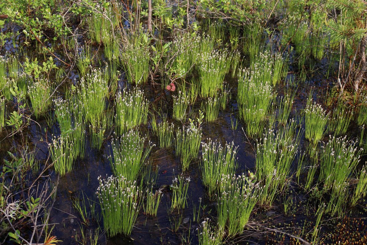 Изображение особи Trichophorum alpinum.