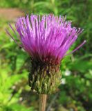 Cirsium heterophyllum