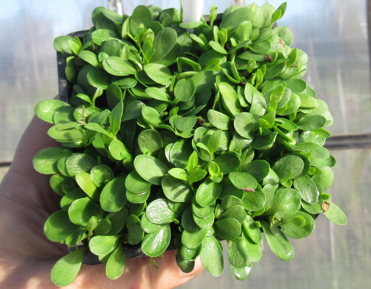 Image of Phlox paniculata specimen.