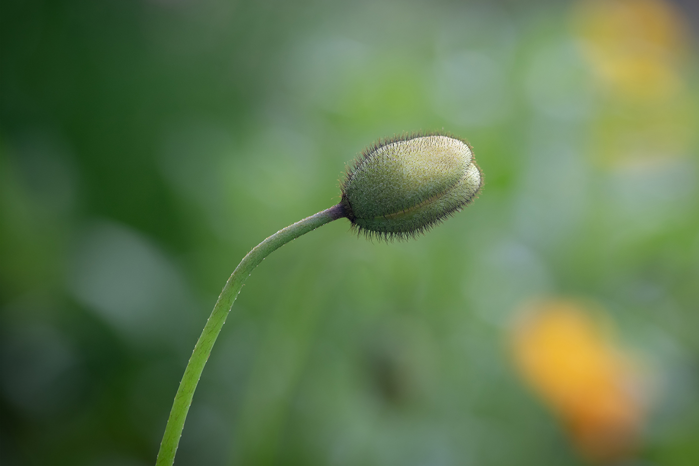 Image of genus Papaver specimen.