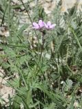 род Erodium