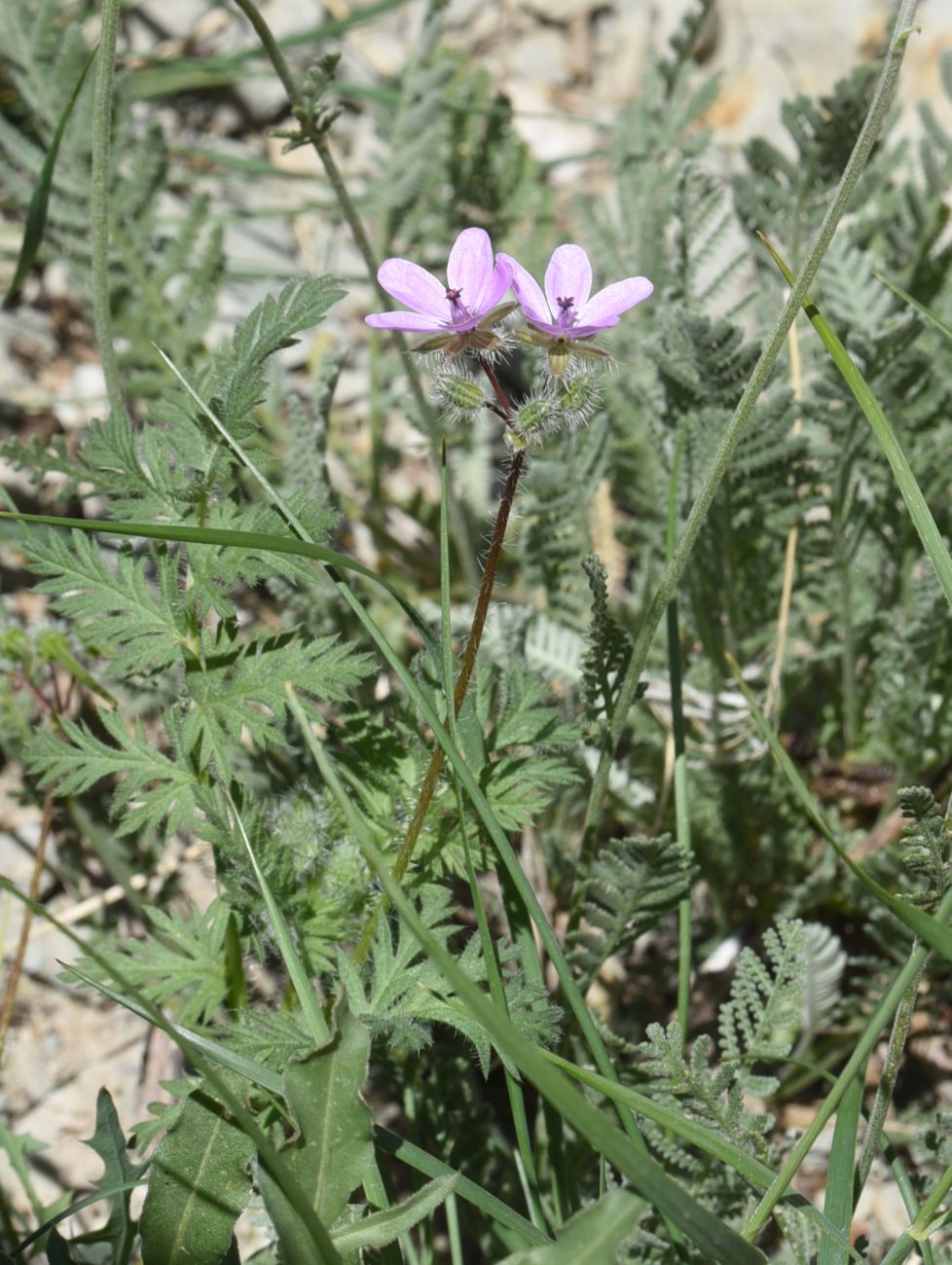 Image of Erodium cicutarium specimen.