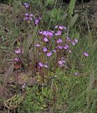 Primula nutans
