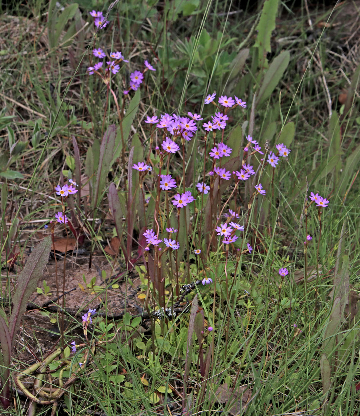 Image of Primula nutans specimen.