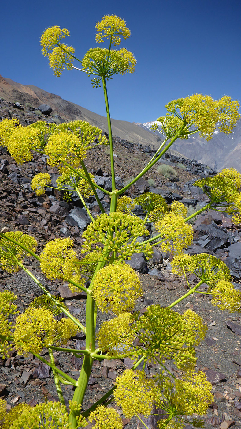Изображение особи Ferula grigoriewii.