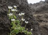 View full-size image Micranthes merkii