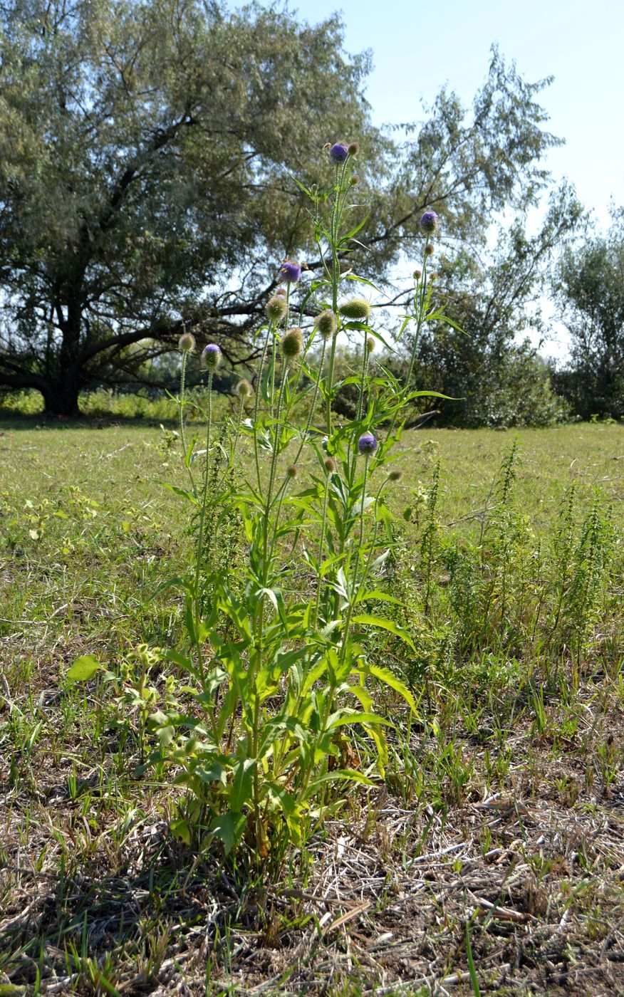 Изображение особи Dipsacus gmelinii.