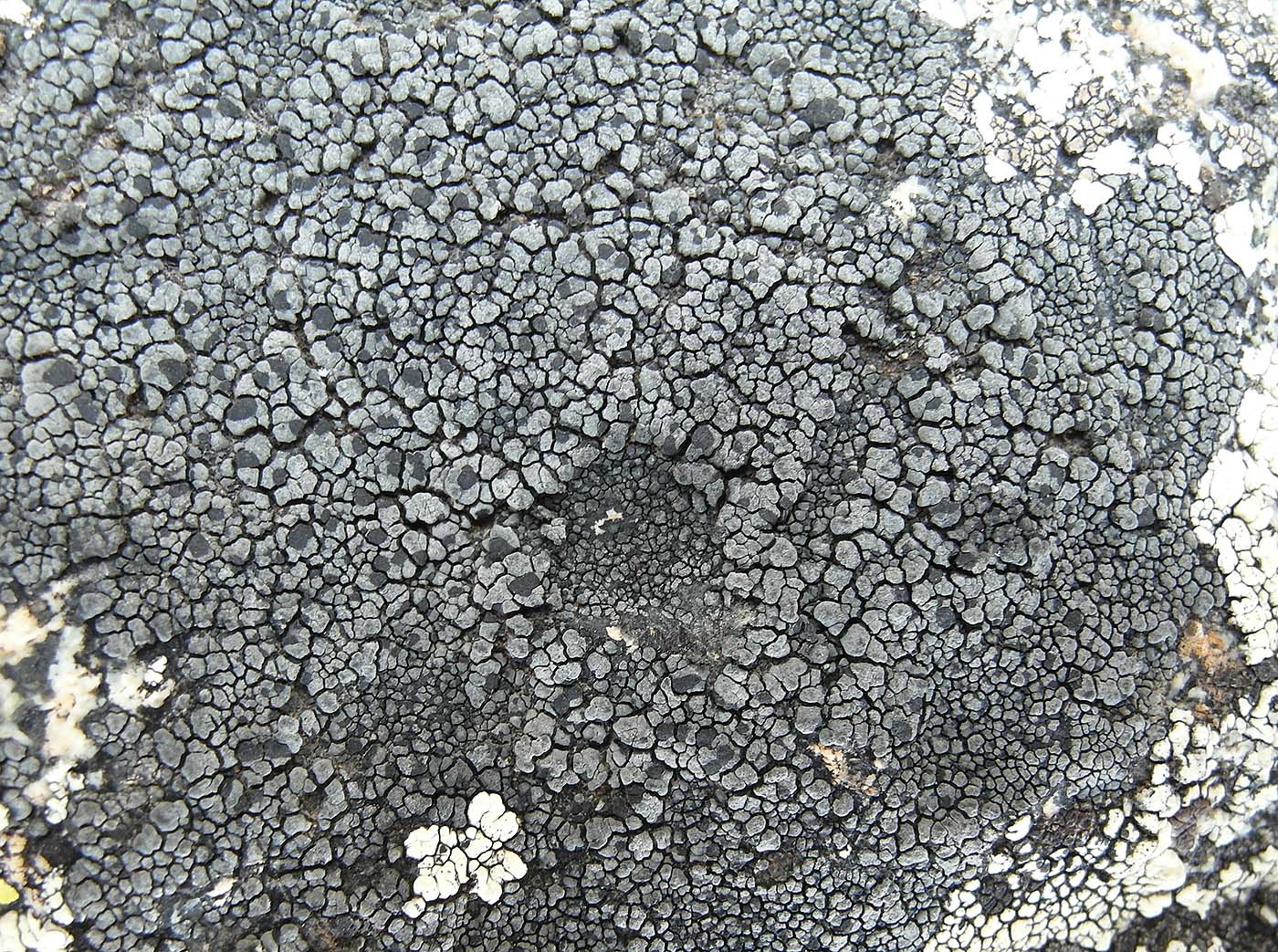 Image of genus Rhizocarpon specimen.