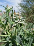 Caccinia macranthera