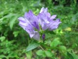 Campanula glomerata. Соцветие. Крым, гора Чатырдаг, поляна в буковом лесу. 18 июня 2010 г.