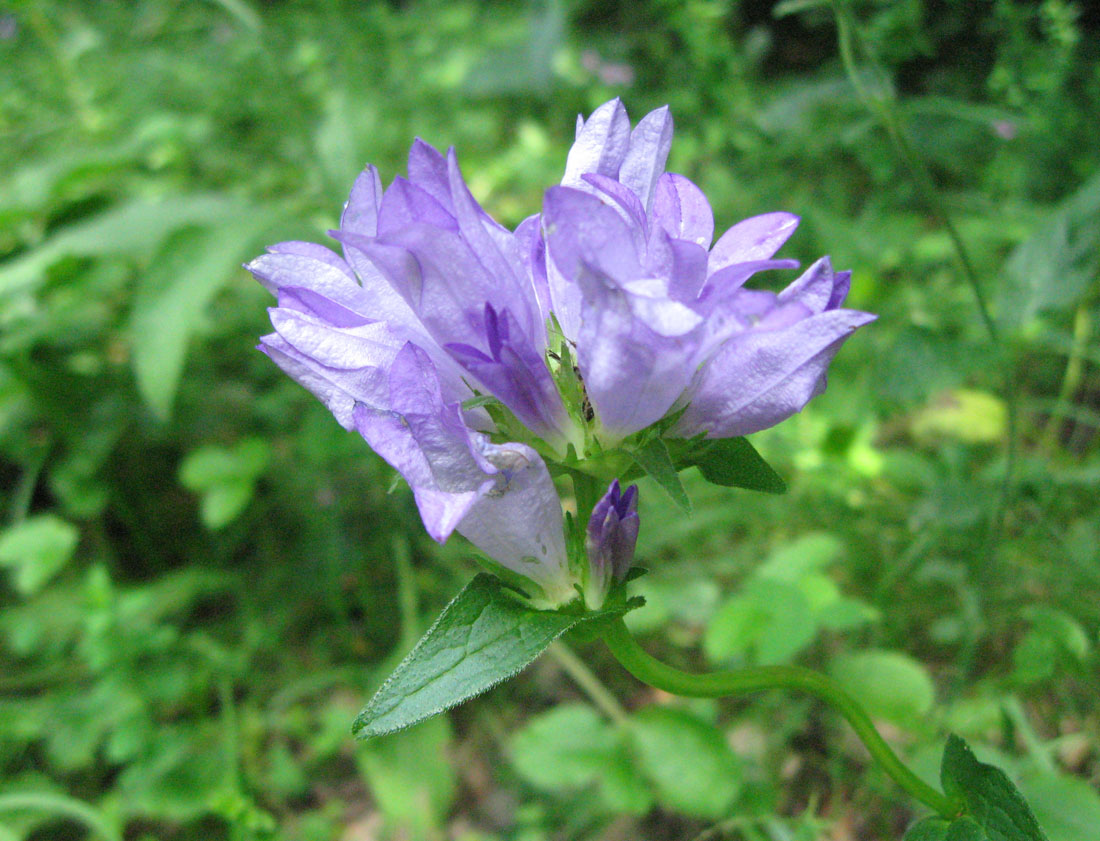 Image of Campanula glomerata specimen.