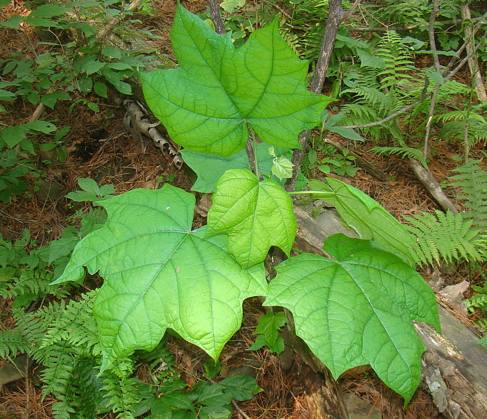Image of Alangium platanifolium specimen.