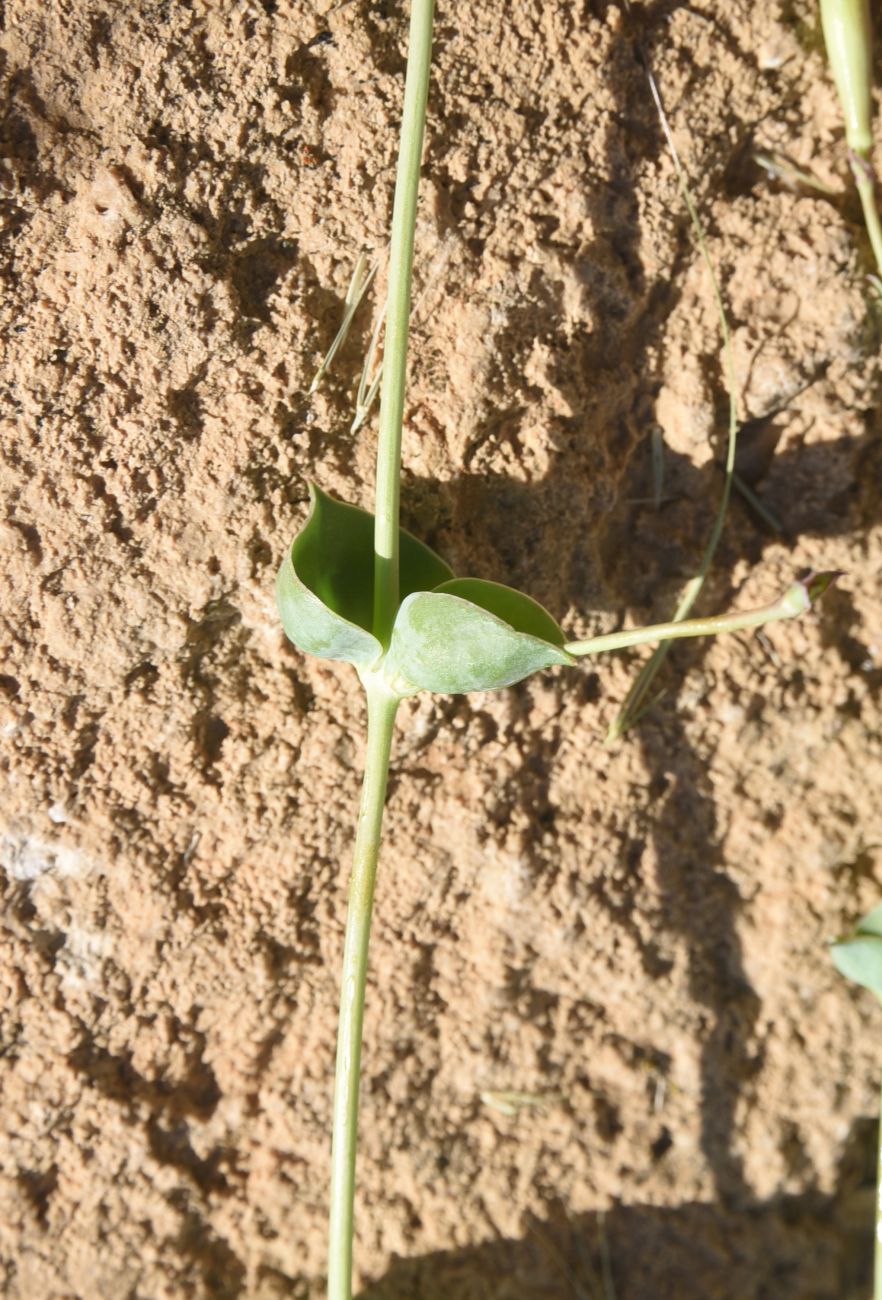 Image of Silene chlorifolia specimen.