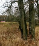 Quercus robur. Нижние части стволов и скелетные ветви покоящихся растений. Московская обл., ГО Пушкинский, 6-й км Красноармейского шоссе, лесозащитная полоса, в культуре. 26.10.2025.