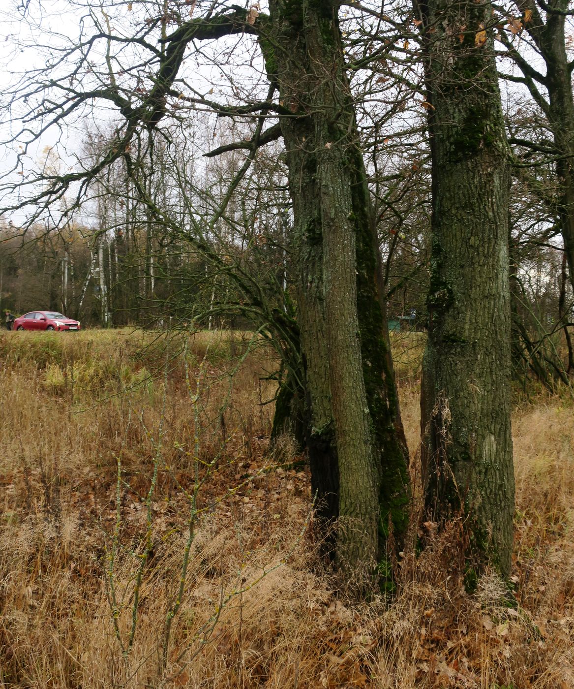 Изображение особи Quercus robur.