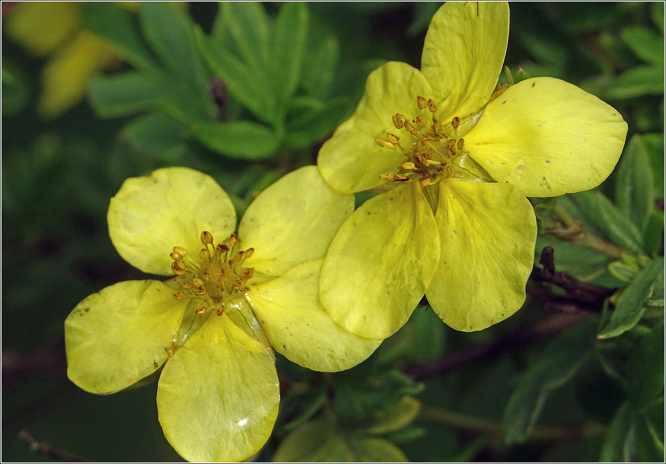 Image of Dasiphora fruticosa specimen.
