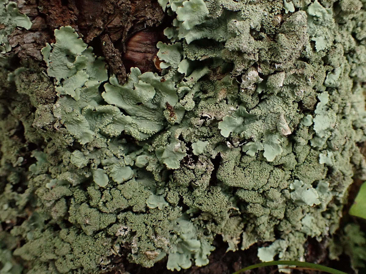 Image of Flavoparmelia caperata specimen.