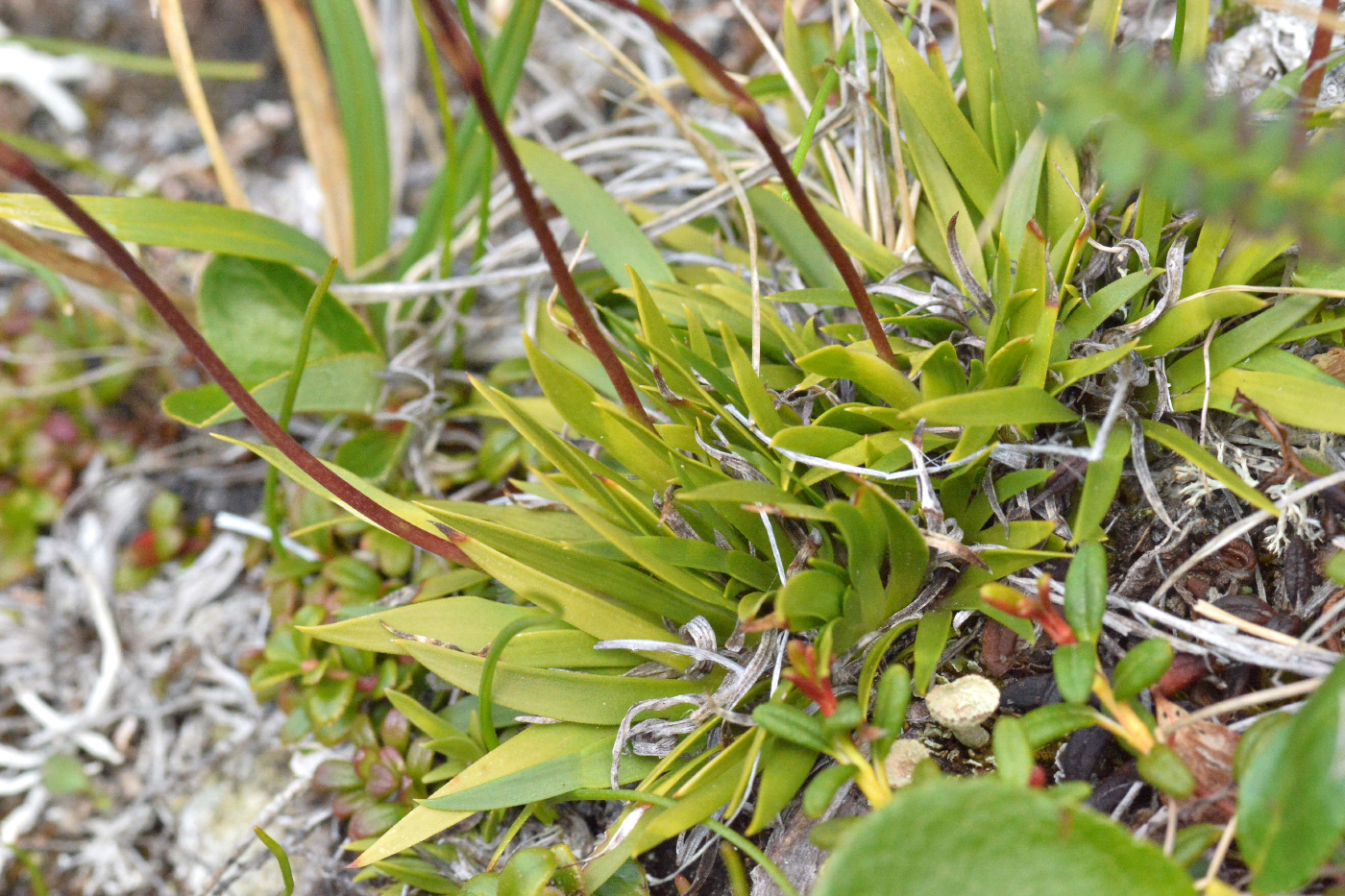 Изображение особи Tofieldia coccinea.