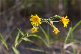 genus Hieracium. Цветущие, развивающиеся и отцветшие соцветия. Карелия, восточный берег оз. Топозеро, опушка лиственно-хвойного леса. 28.07.2025.