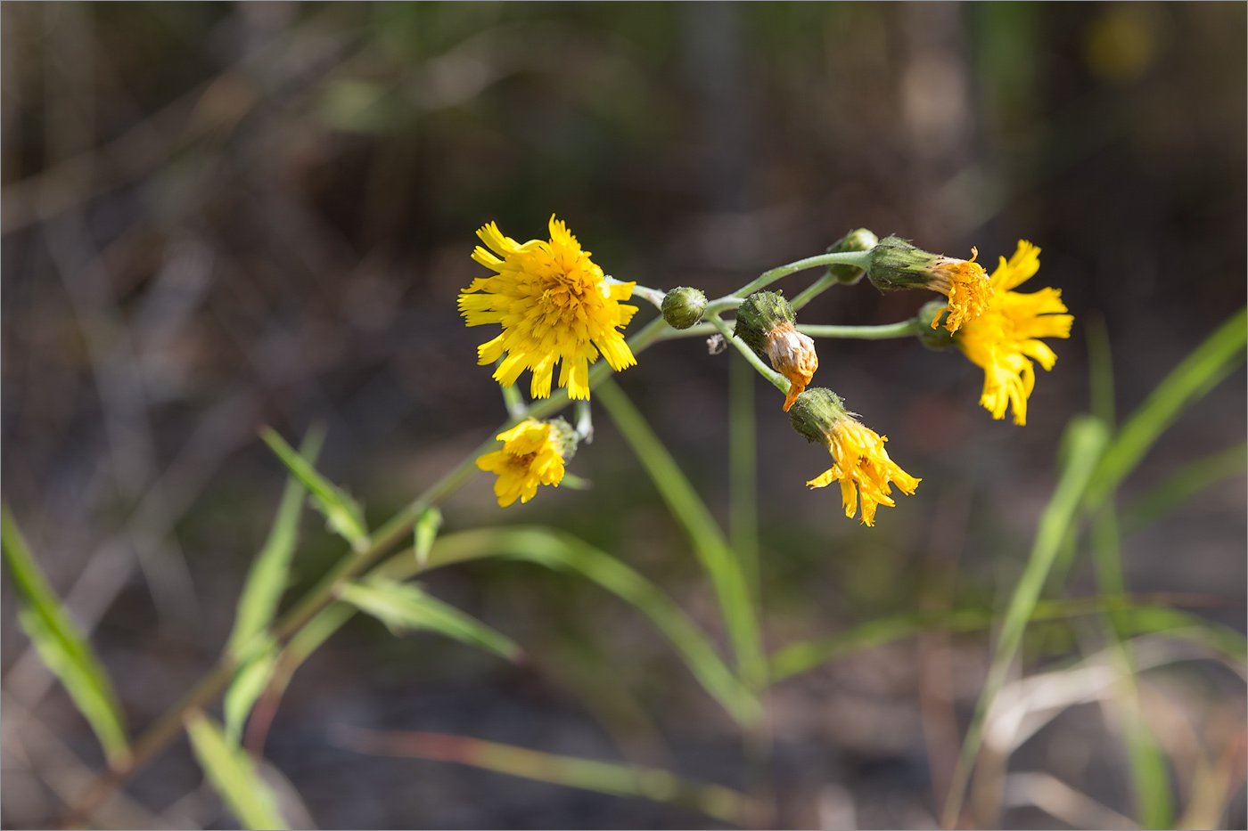 Image of genus Hieracium specimen.