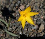 Tulipa australis