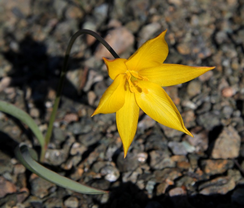 Image of Tulipa australis specimen.