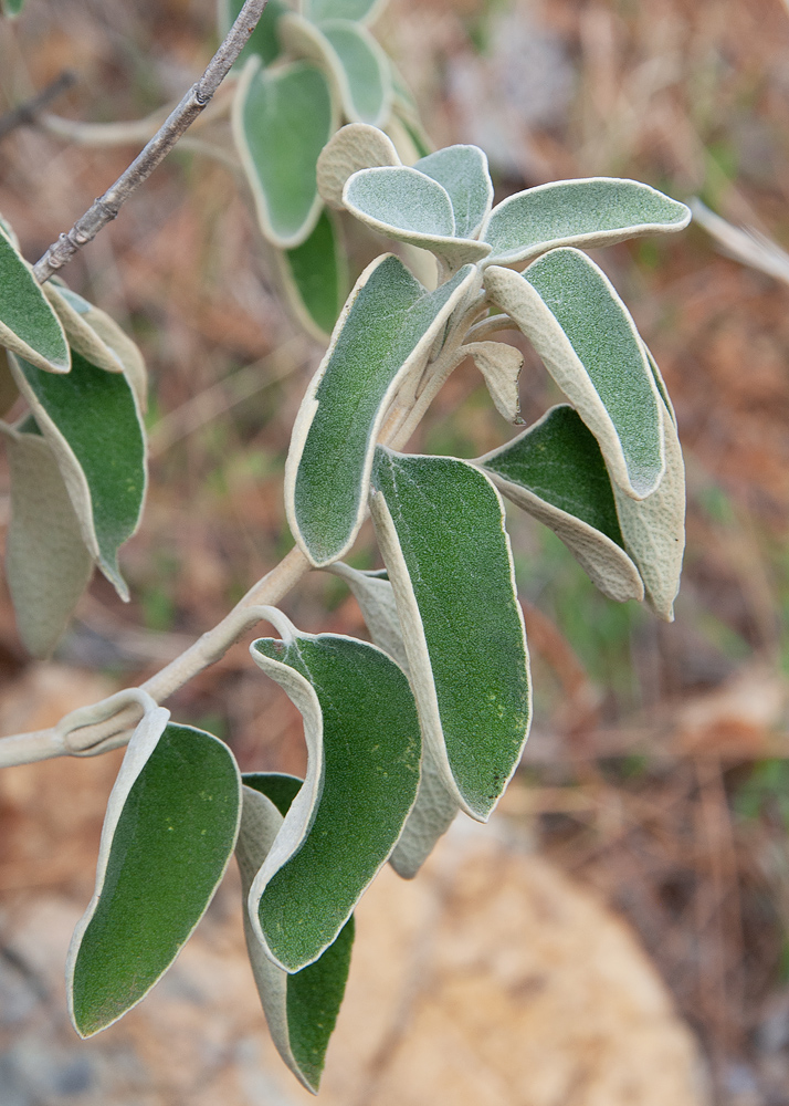 Image of Phlomis chimerae specimen.