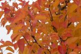 genus Pyrus. Верхушки веток с листьями в осенней окраске. Санкт-Петербург, Московский р-н, Пулковский парк, в озеленении. 02.11.2025.