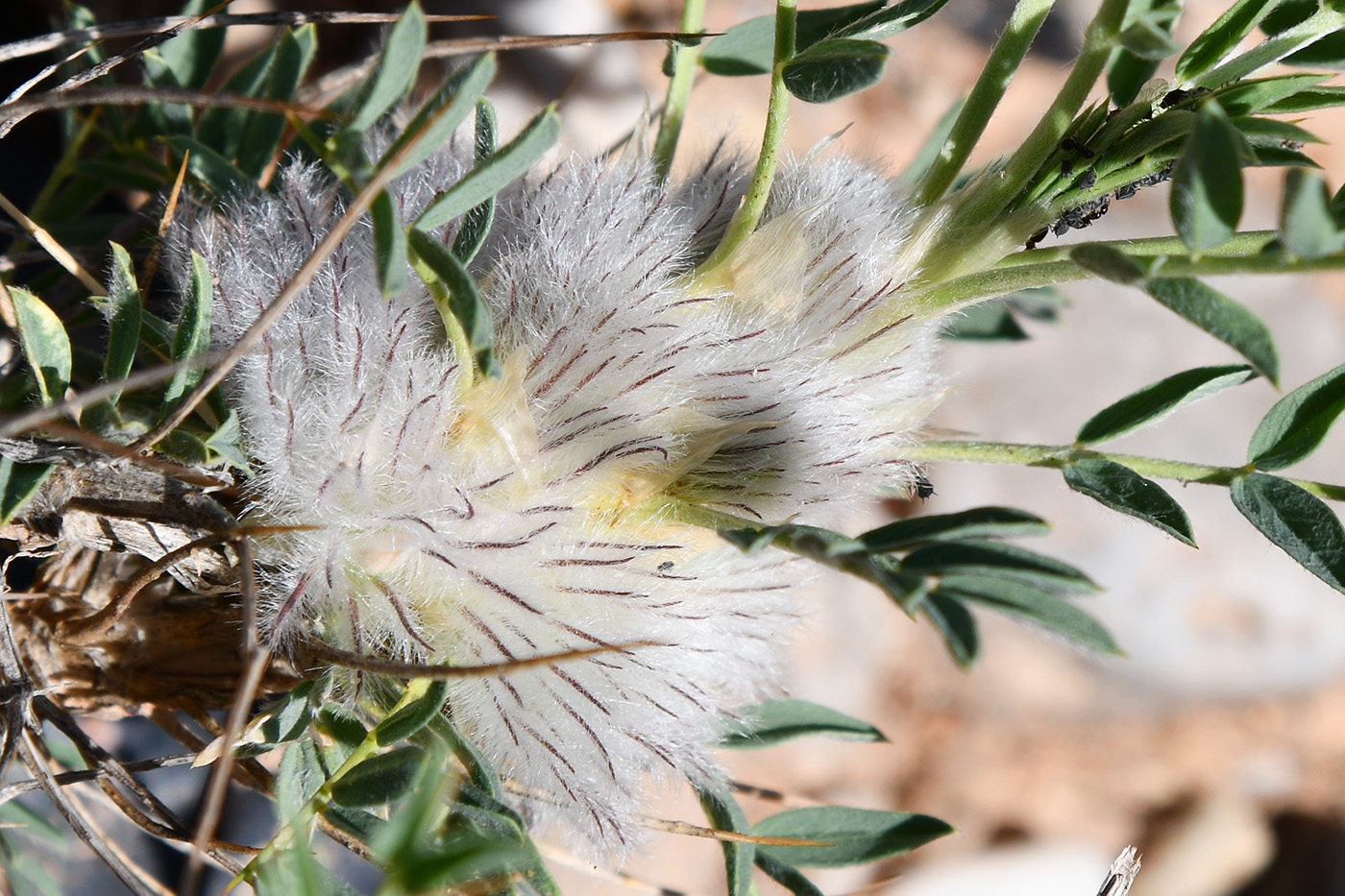 Image of Astragalus pterocephalus specimen.