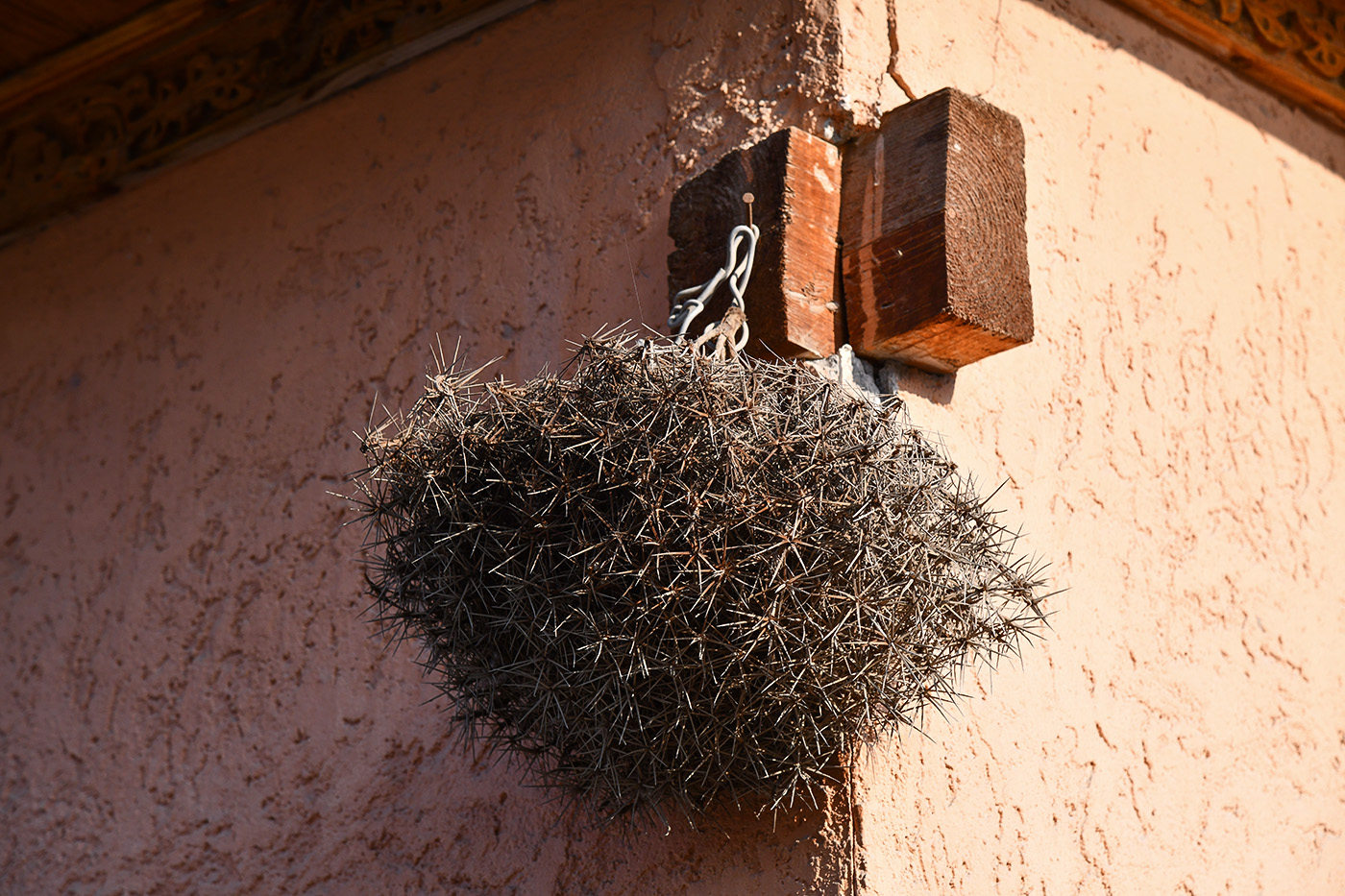 Image of Acantholimon alatavicum specimen.