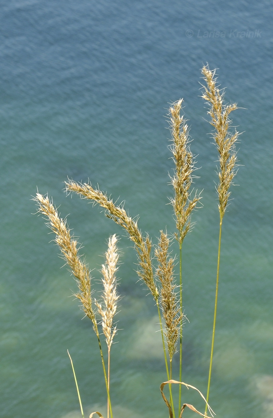 Изображение особи род Trisetum.