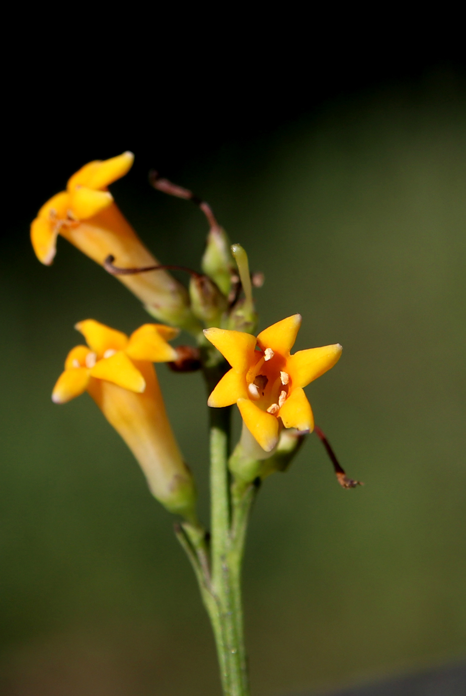 Изображение особи Freylinia lanceolata.