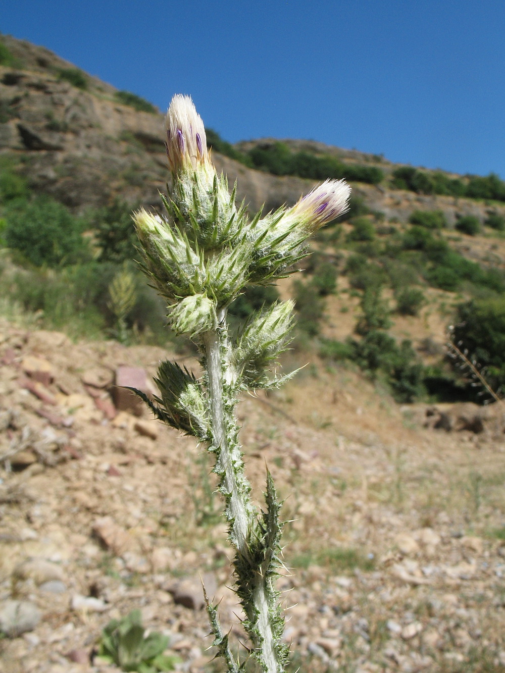 Image of Carduus arabicus specimen.