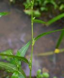 genus Persicaria. Часть стебля в каплях дождя. Тульская обл., Заокский р-н, Бутиково, заполненная водой колея старой лесной дороги. 09.08.2024.